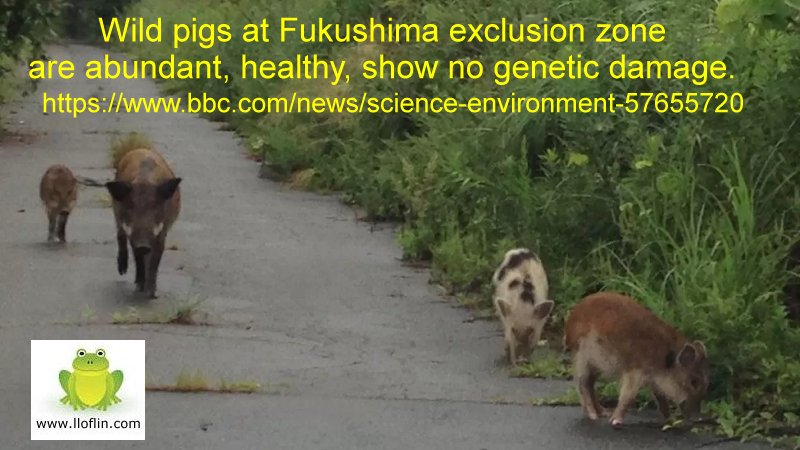 Wild pigs prosper in Fukushima Exclusion zone.
